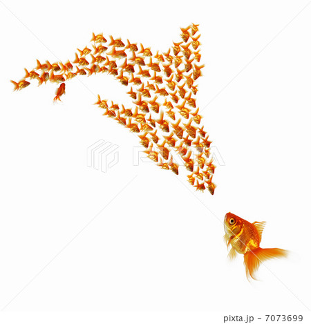 gold fish together 7073699