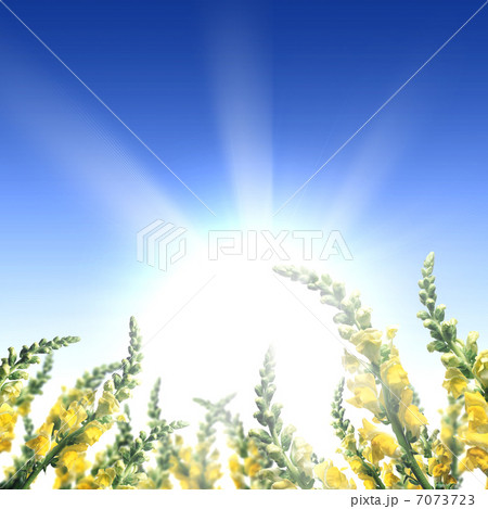 meadow full of flowers 7073723