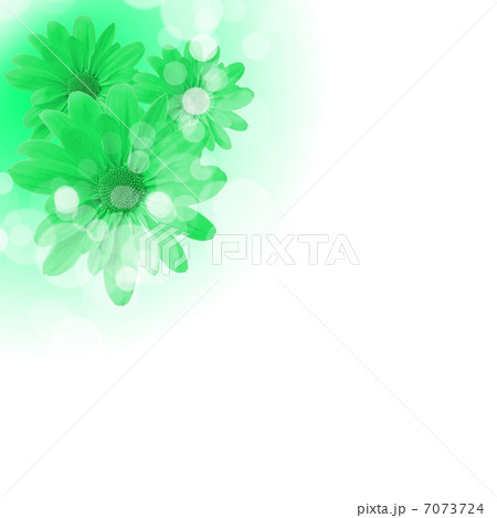 flowers on the white background 7073724