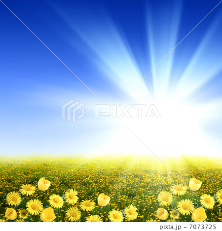 meadow full of flowers 7073725