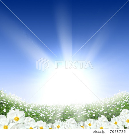 meadow full of flowers 7073726