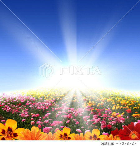 meadow full of flowers 7073727