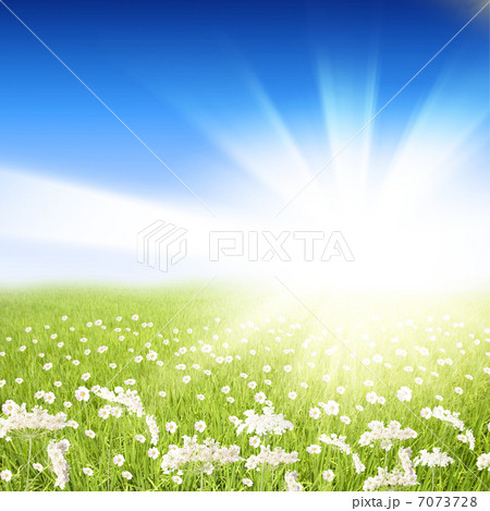 flower meadows with shining sun 7073728
