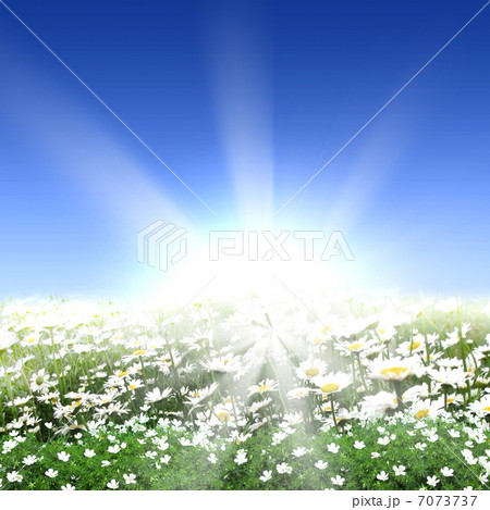 meadow full of flowers 7073737