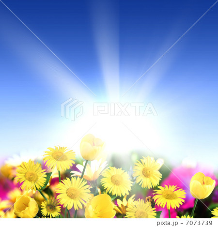 meadow full of flowers 7073739