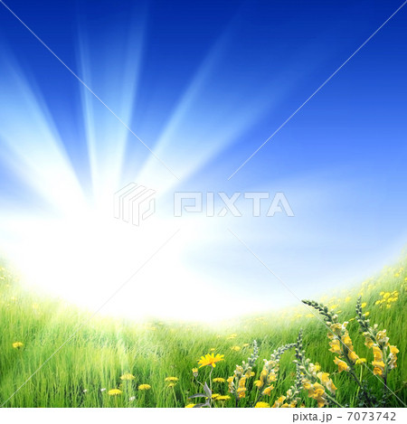 meadow full of flowers 7073742
