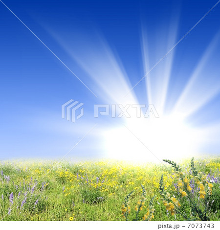 flower meadows with shining sun 7073743