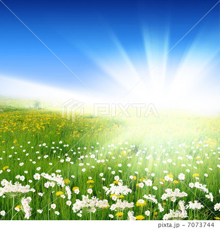 flower meadows with shining sun flower meadows with shining sun 7073744