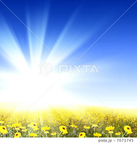 meadow full of flowers meadow full of flowers 7073745