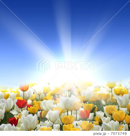 meadow full of flowers meadow full of flowers 7073749