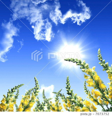 meadow full of flowers 7073752