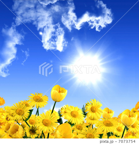 meadow full of flowers 7073754