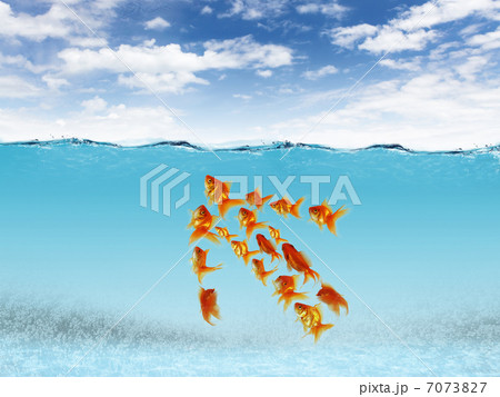 Swimming gold fish and money symbols Swimming gold fish and money symbols 7073827