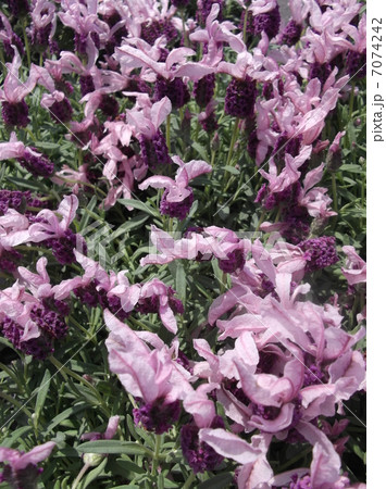 兎の耳のような花が咲くイタリアンラベンダー 7074242