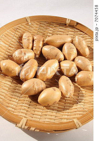 アピオス 7074458