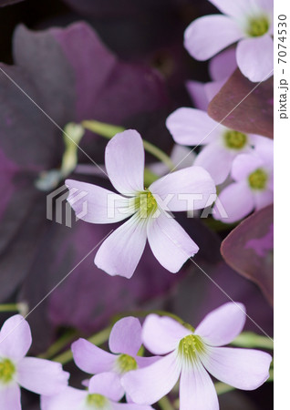 オキザリス トリアングラリス　紫の舞 7074530