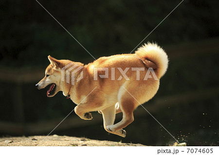 柴犬 柴犬 7074605