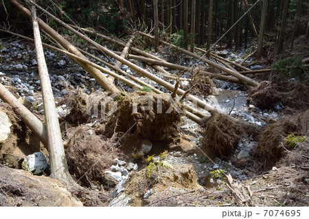 増水災害と倒木 増水災害と倒木 7074695