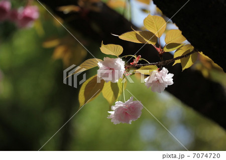 春の日 春の日 7074720