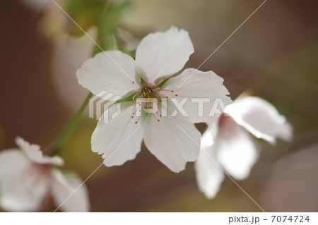 花びら 花びら 7074724