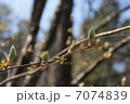 芽吹き 7074839