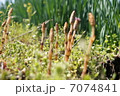 つくしんぼ 7074841