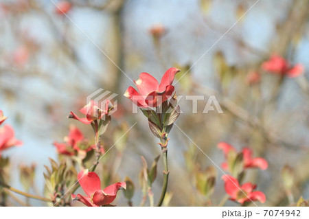 ハナミズキ ハナミズキ 7074942