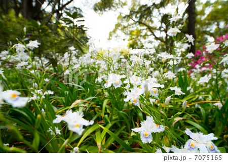 群生する背の低い花 群生する背の低い花 7075165
