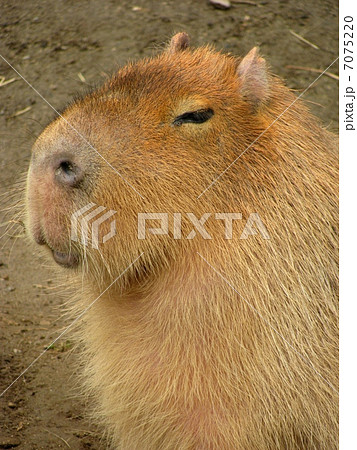 カピバラ01の写真素材 [7075220] - PIXTA