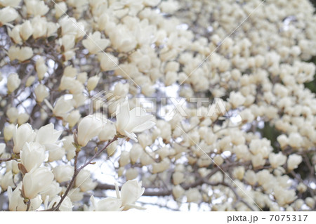 満開のハクモクレン 満開のハクモクレン 7075317