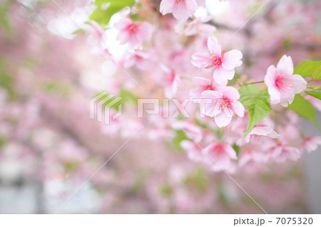 河津桜in京都 7075320