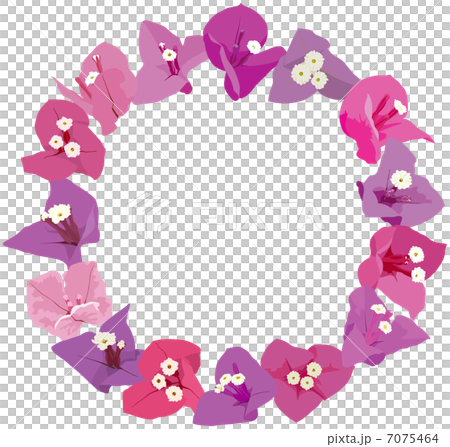 Bougainvillea 7075464