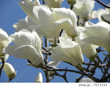 ハクモクレンの大きい白い花の写真素材