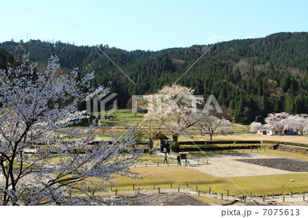 桜咲く朝倉遺跡唐門と復元町並み 7075613