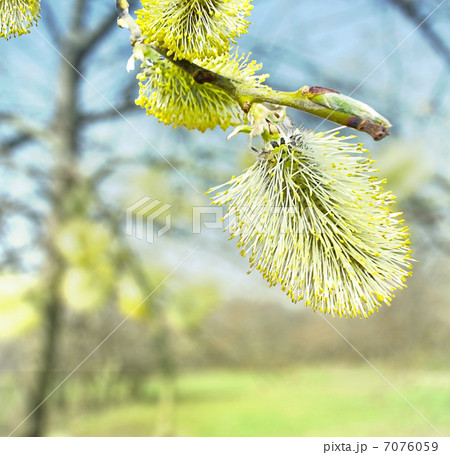 spring blossoming osier tree 7076059