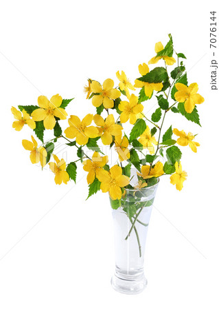 Marsh Marigold  Yellow wildflowers in vase isolated on white bac 7076144