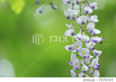藤の花 藤の花 7076383