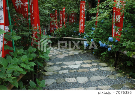 京都 三千院の紫陽花 京都 三千院の紫陽花 7076386