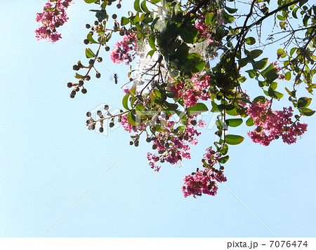 サルスベリシリーズ 7076474