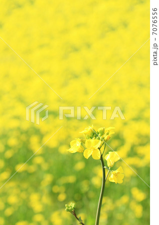 菜の花 7076556