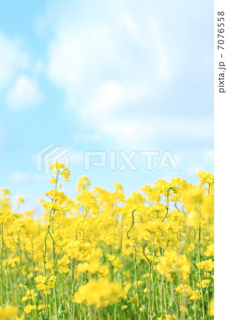 菜の花 7076558