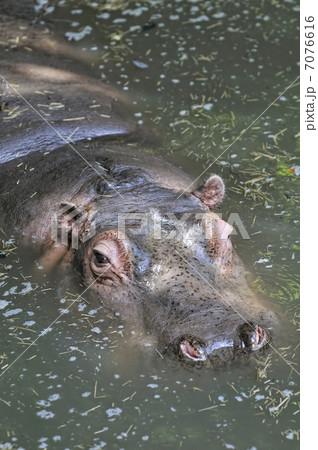 河馬のアップ 7076616