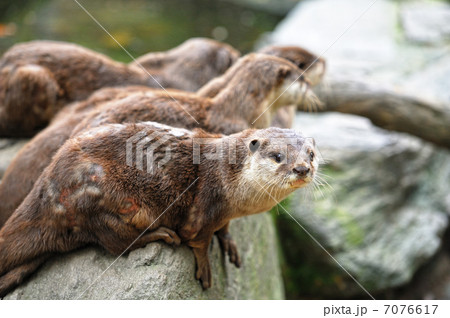 コツメカワウソ コツメカワウソ 7076617