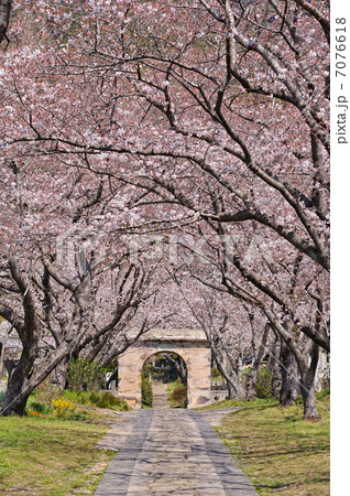 サクラのアーチ 7076618