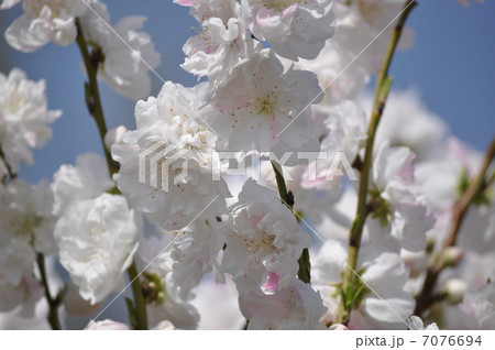 薄紅のさした源平桃 7076694