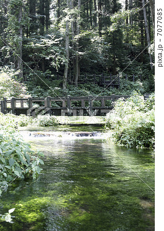 姫川源流湧水 7077085