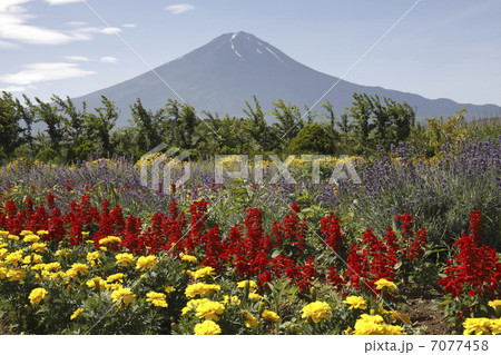 富士山と花畑 7077458