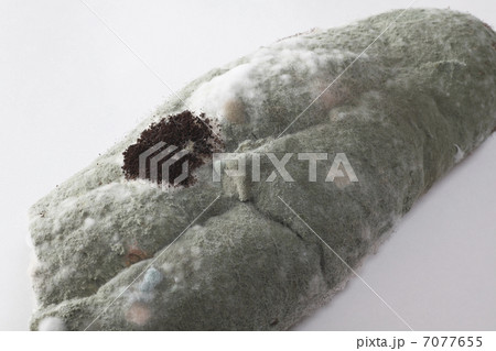 パンに発生したカビ パンに発生したカビ 7077655