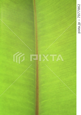 ゴムの木葉脈 7077862
