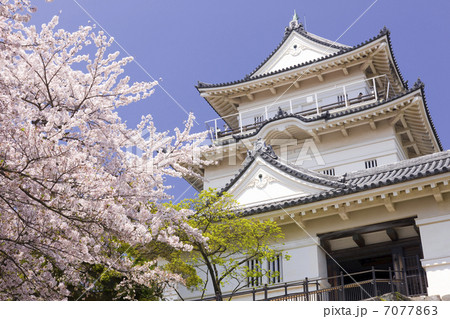 桜と小田原城 7077863